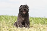 BOUVIER DES FLANDRES 046